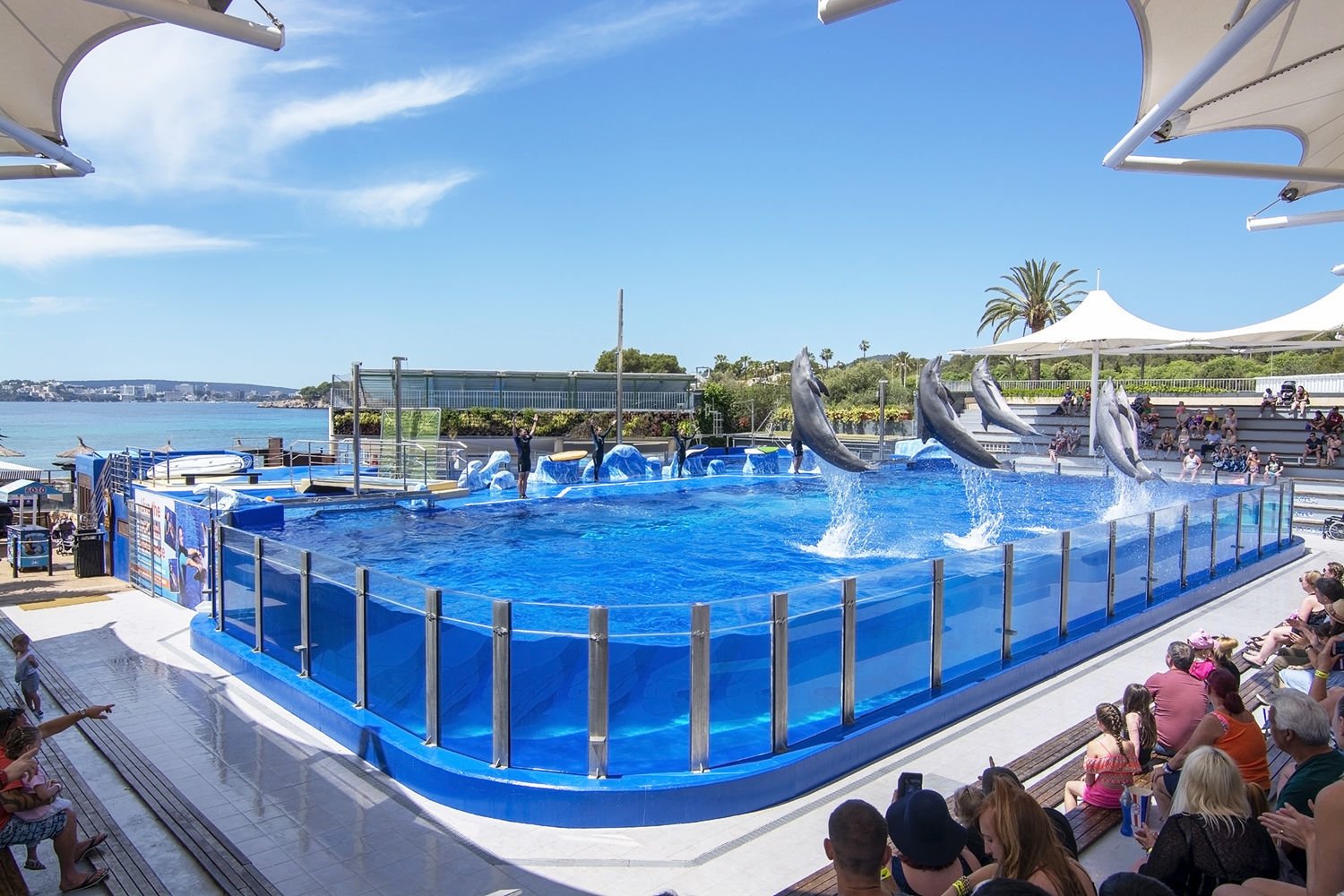 Marineland Mallorca — photo 3 of 5
