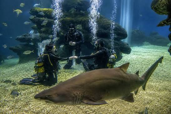 Palma Aquarium — photo 5 of 5